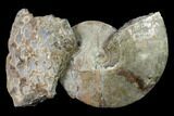 Large, Fossil Ammonite (Sphenodiscus) - South Dakota #143838-1